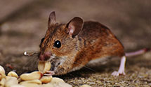 24 Hour & Emergency Exterminators in Millvale, PA